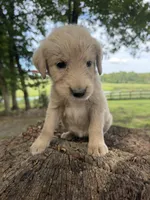 Light pink female, a female Goldendoodle and Labradoodle for sale in Ramseur, NC – 1 of 2