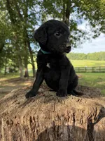 Teal male , a male Labradoodle for sale in Ramseur, NC – 2 of 2