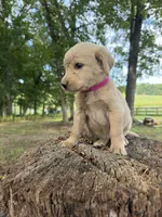 Pink female , a female Goldendoodle and Labradoodle for sale in Ramseur, NC – 2 of 2