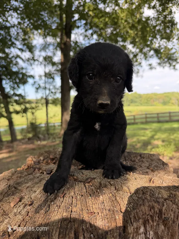 Teal male  – Labradoodle puppy for sale in Ramseur, NC