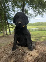 Yellow female , a female Goldendoodle and Labradoodle for sale in Ramseur, NC – 2 of 2