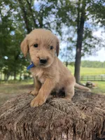 Blue male , a male Goldendoodle and Labradoodle for sale in Ramseur, NC – 2 of 2