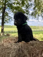 Green male , a male Goldendoodle and Labradoodle for sale in Ramseur, NC – 2 of 2