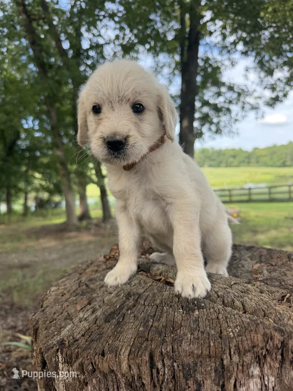 Brown male  – Goldendoodle, Labradoodle puppy for sale in Ramseur, NC