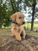 Blue male , a male Goldendoodle and Labradoodle for sale in Ramseur, NC – 1 of 2