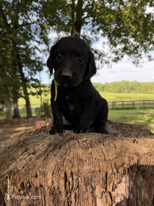 Lime green male  – Goldendoodle, Labradoodle puppy for sale in Ramseur, NC