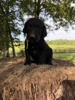 Lime green male , a male Goldendoodle and Labradoodle for sale in Ramseur, NC – 1 of 2