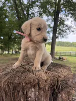 Light pink female, a female Goldendoodle and Labradoodle for sale in Ramseur, NC – 2 of 2