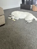 Tinkerbell, a female Labradoodle for sale in Edwardsville, IL – 4 of 4