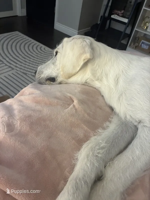 Tinkerbell – Labradoodle puppy for sale in Edwardsville, IL