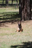 Working Dog - Red, a female Belgian Malinois for sale in Colorado Springs, CO – 8 of 8
