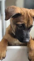 Working Dog - Pink, a female Belgian Malinois for sale in Colorado Springs, CO – 4 of 8