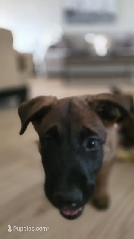 Blue – Belgian Malinois puppy for sale in Colorado Springs, CO