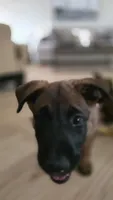 Blue, a female Belgian Malinois for sale in Colorado Springs, CO – 5 of 5