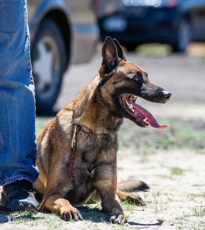 Purple – Belgian Malinois puppy for sale in Colorado Springs, CO