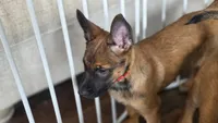 Working Dog - Red, a female Belgian Malinois for sale in Colorado Springs, CO – 3 of 8