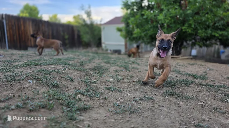Working Dog - Orange – Belgian Malinois puppy for sale in Colorado Springs, CO