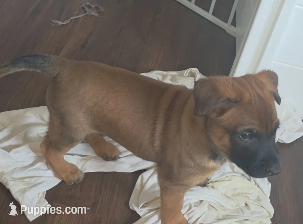 White, a male Belgian Malinois for sale in Colorado Springs, CO – 1 of 2