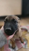 Orange, a male Belgian Malinois for sale in Colorado Springs, CO – 2 of 5