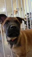 Red, a female Belgian Malinois for sale in Colorado Springs, CO – 3 of 4
