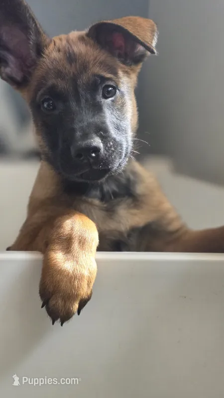 Purple – Belgian Malinois puppy for sale in Colorado Springs, CO