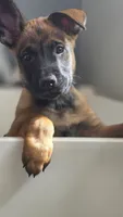 Working Dog - Purple, a male Belgian Malinois for sale in Colorado Springs, CO – 2 of 8