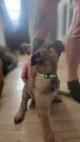 Green, a female Belgian Malinois for sale in Colorado Springs, CO – 4 of 5