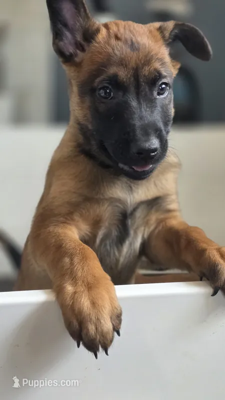 Working Dog - Purple – Belgian Malinois puppy for sale in Colorado Springs, CO