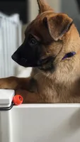 Working Dog - Purple, a male Belgian Malinois for sale in Colorado Springs, CO – 3 of 8