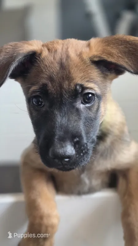 Green – Belgian Malinois puppy for sale in Colorado Springs, CO