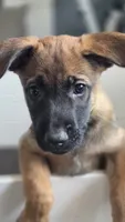 Working Dog - Green, a female Belgian Malinois for sale in Colorado Springs, CO – 2 of 10