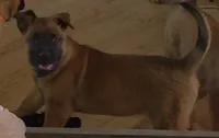 Purple, a male Belgian Malinois for sale in Colorado Springs, CO – 3 of 3