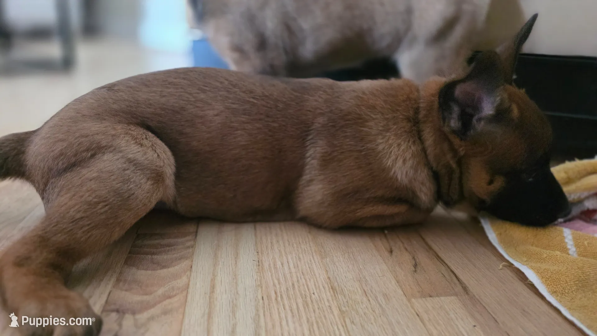 Blue, a female Belgian Malinois for sale in Colorado Springs, CO – 4 of 5