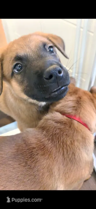 Orange – Belgian Malinois puppy for sale in Colorado Springs, CO