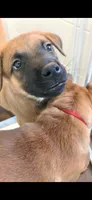 Orange, a male Belgian Malinois for sale in Colorado Springs, CO – 1 of 5