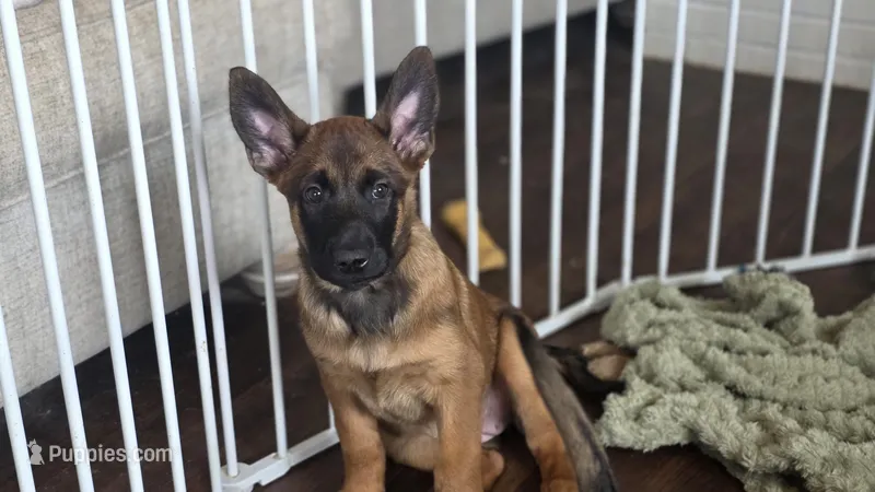 Blue – Belgian Malinois puppy for sale in Colorado Springs, CO