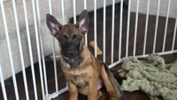 Working Dog - Blue, a female Belgian Malinois for sale in Colorado Springs, CO – 1 of 9
