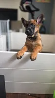 Working Dog - Blue, a female Belgian Malinois for sale in Colorado Springs, CO – 8 of 9