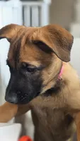 Working Dog - Pink, a female Belgian Malinois for sale in Colorado Springs, CO – 1 of 8
