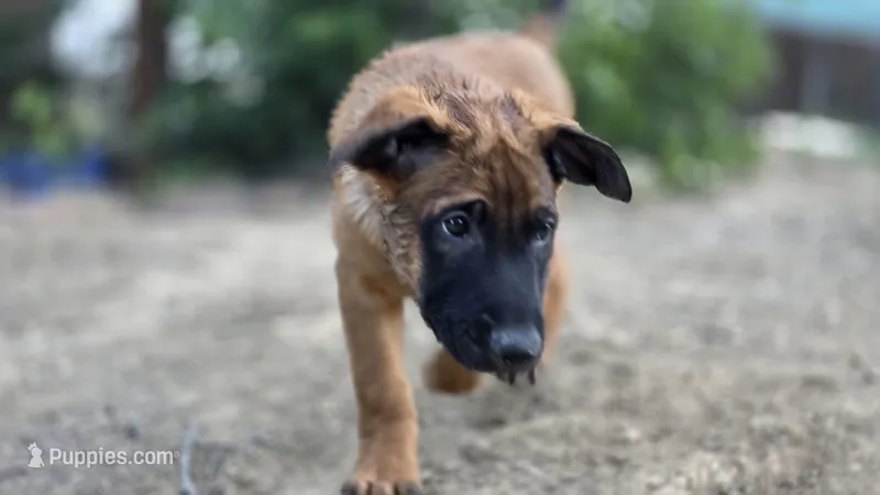 Working Dog - White – Belgian Malinois puppy for sale in Colorado Springs, CO