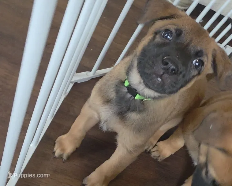 Green – Belgian Malinois puppy for sale in Colorado Springs, CO
