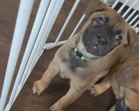 Green, a female Belgian Malinois for sale in Colorado Springs, CO – 1 of 5