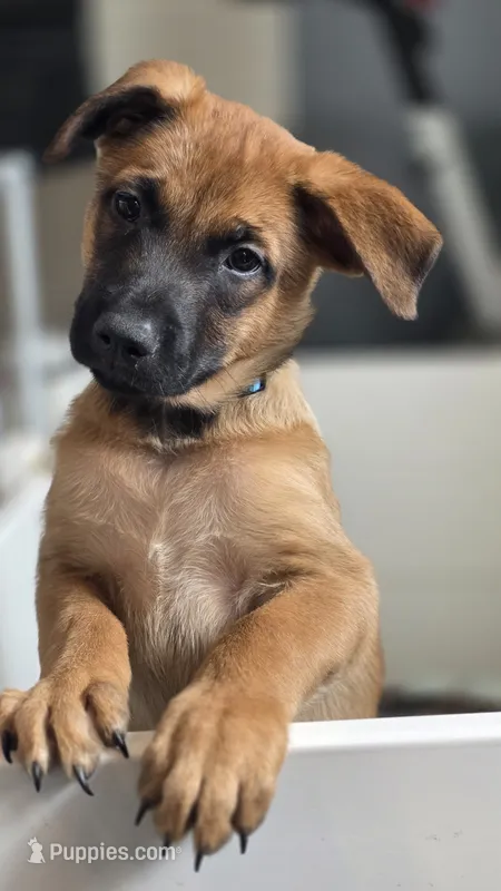 Orange – Belgian Malinois puppy for sale in Colorado Springs, CO