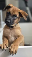 Working Dog - Orange, a male Belgian Malinois for sale in Colorado Springs, CO – 1 of 9