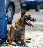 Working Dog - Blue, a female Belgian Malinois for sale in Colorado Springs, CO – 6 of 9