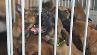 Working Dog - Green, a female Belgian Malinois for sale in Colorado Springs, CO – 3 of 10