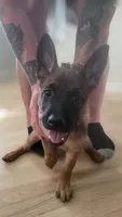Red, a female Belgian Malinois for sale in Colorado Springs, CO – 2 of 4
