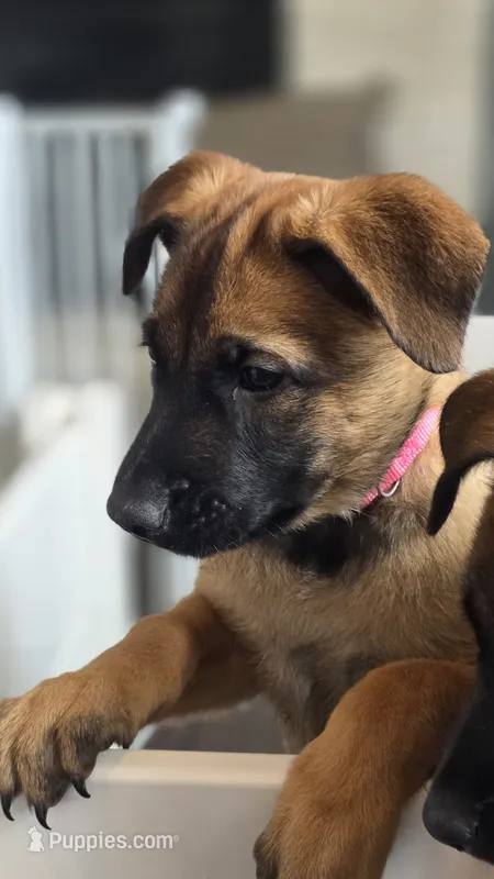 Pink – Belgian Malinois puppy for sale in Colorado Springs, CO