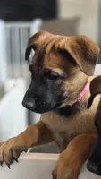 Working Dog - Pink, a female Belgian Malinois for sale in Colorado Springs, CO – 2 of 8