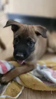 Green, a female Belgian Malinois for sale in Colorado Springs, CO – 2 of 5